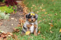 Billie, a female Miniature Bernedoodle for sale in Dundee, OH – 2 of 10