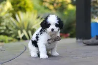Brady, a male Cavapoo for sale in Dundee, OH – 3 of 10