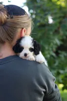 Brady, a male Cavapoo for sale in Dundee, OH – 5 of 10