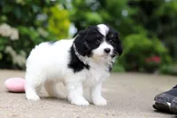 Hunter, a male Cavapoo for sale in Dundee, OH – 4 of 8