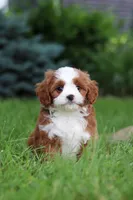 Maverick, a male Cavapoo for sale in Dundee, OH – 7 of 10