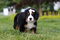 Mila, a female Bernese Mountain Dog for sale in Dundee, OH – 4 of 10