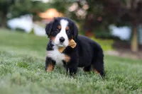 Denali, a male Bernese Mountain Dog for sale in Dundee, OH – 2 of 10