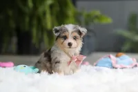 Nala, a female Miniature Australian Shepherd and Havachon for sale in Dundee, OH – 5 of 8