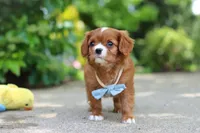 Charlie, a male Cavalier King Charles Spaniel for sale in Dundee, OH – 4 of 10