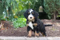 Teddy, a male Miniature Bernedoodle for sale in Dundee, OH – 3 of 8