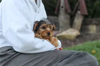 Myles, a male Yorkipoo for sale in Dundee, OH – 7 of 9