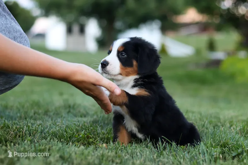 Denali – Bernese Mountain Dog puppy for sale in Dundee, OH