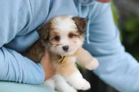 Scout, a male Miniature Australian Shepherd and Havachon for sale in Dundee, OH – 3 of 10