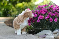Haven, a female Cavapoo for sale in Dundee, OH – 9 of 10