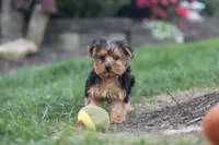 Beckham, a male Yorkipoo for sale in Dundee, OH – 8 of 10