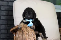 Cooper, a male Cavapoo for sale in Dundee, OH – 7 of 9