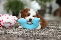 Princess, a female Cavapoo for sale in Dundee, OH – Photo 9 of 10