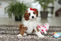 Princess, a female Cavapoo for sale in Dundee, OH – Photo 4 of 10