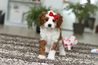 Princess, a female Cavapoo for sale in Dundee, OH – Photo 7 of 10