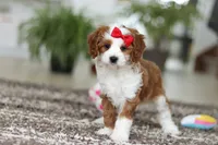 Princess, a female Cavapoo for sale in Dundee, OH – Photo 5 of 10