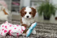 Princess, a female Cavapoo for sale in Dundee, OH – Photo 6 of 10