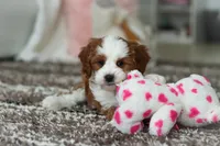 Princess, a female Cavapoo for sale in Dundee, OH – Photo 10 of 10