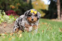 Billie, a female Miniature Bernedoodle for sale in Dundee, OH – 4 of 10