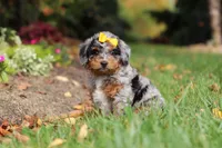 Billie, a female Miniature Bernedoodle for sale in Dundee, OH – 5 of 10
