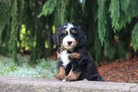 Teddy, a male Miniature Bernedoodle for sale in Dundee, OH – 2 of 8