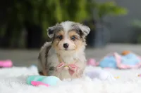 Nala, a female Miniature Australian Shepherd and Havachon for sale in Dundee, OH – 2 of 8