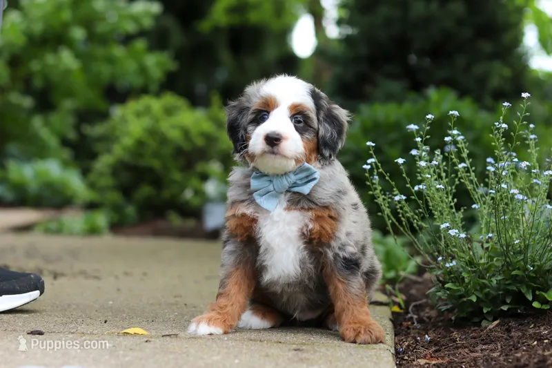 Zeke – Miniature Bernedoodle puppy for sale in Dundee, OH