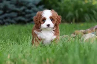 Maverick, a male Cavapoo for sale in Dundee, OH – 8 of 10