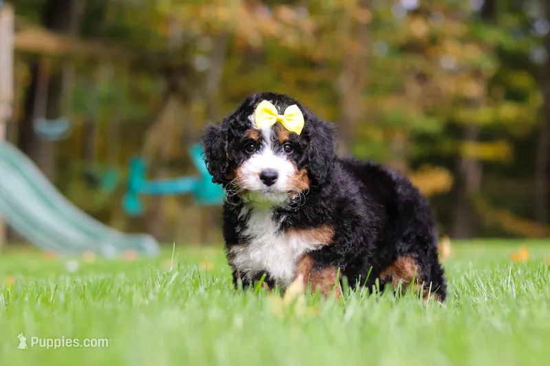 Taylor – Miniature Bernedoodle puppy for sale in Dundee, OH