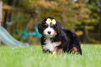 Taylor, a female Miniature Bernedoodle for sale in Dundee, OH – 1 of 6