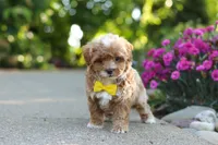 Brady, a male Cavapoo for sale in Dundee, OH – 2 of 9