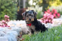 Romeo, a male Yorkipoo for sale in Dundee, OH – 5 of 5