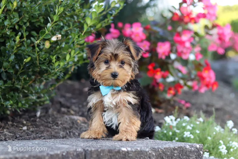 Winston – Yorkipoo puppy for sale in Dundee, OH