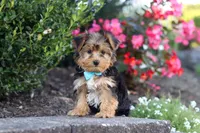 Winston, a male Yorkipoo for sale in Dundee, OH – 1 of 10