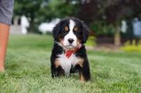 Victor, a male Bernese Mountain Dog for sale in Dundee, OH – 7 of 10