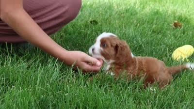 Maverick, a male Cavapoo for sale in Dundee, OH – 10 of 10