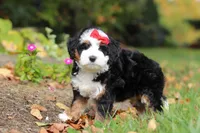 Miley, a female Miniature Bernedoodle for sale in Dundee, OH – 5 of 9