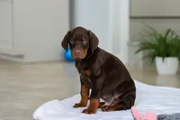 processed/8740080d-3976-4f8b-bc43-7e9c2d2c5623/listing/3b31683b-5733-4fe1-85fa-ffbe4c595b02/9de5bcd2-90a0-46a2-bacf-9a4423dd8c04