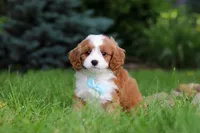 Cody, a male Cavapoo for sale in Dundee, OH – 4 of 9