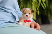 Milo, a male Miniature Australian Shepherd and Havachon for sale in Dundee, OH – 2 of 10