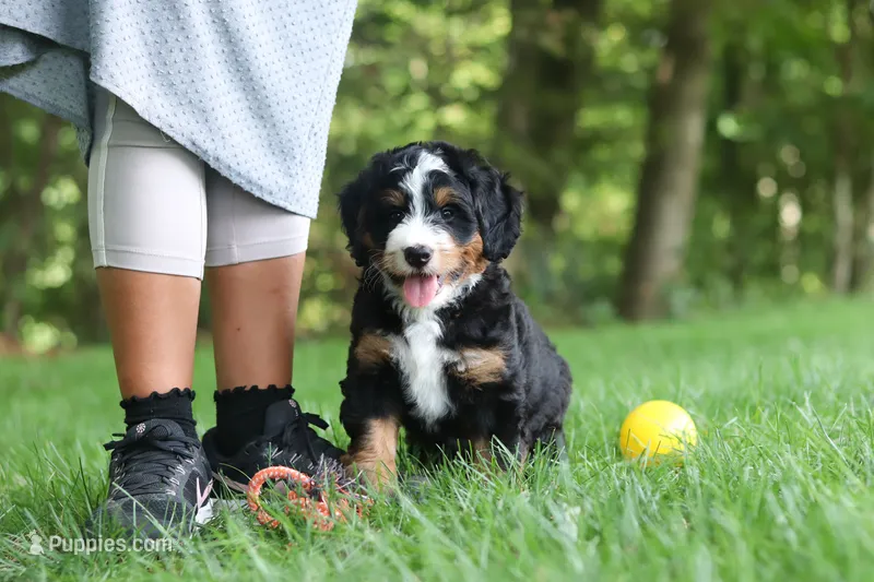 Teddy – Miniature Bernedoodle puppy for sale in Dundee, OH