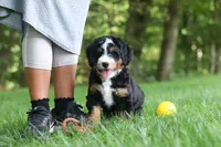 Teddy, a male Miniature Bernedoodle for sale in Dundee, OH – 1 of 8