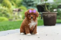 Sunshine, a female Cavapoo for sale in Dundee, OH – 4 of 6