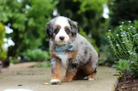 Zeke, a male Miniature Bernedoodle for sale in Dundee, OH – 3 of 7