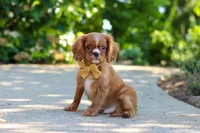 Mr. Bentley, a male Cavalier King Charles Spaniel for sale in Dundee, OH – 7 of 9