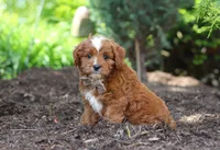 Theo, a male Cavapoo for sale in Dundee, OH – 2 of 9