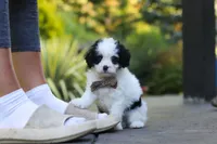 Brady, a male Cavapoo for sale in Dundee, OH – 4 of 10