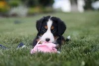 Juliette, a female Bernese Mountain Dog for sale in Dundee, OH – 6 of 10
