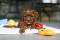 Bear, a male Cavapoo for sale in Dundee, OH – Photo 5 of 7
