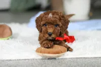 Bear, a male Cavapoo for sale in Dundee, OH – Photo 3 of 7